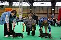 Crufts2011_2 956